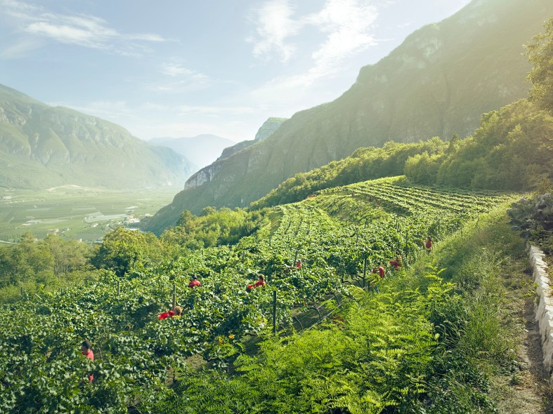 Ferrari's Hillside Vineryards in Norther Italy