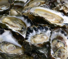 oysters