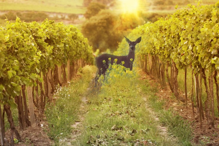 icellars_hittites_banner