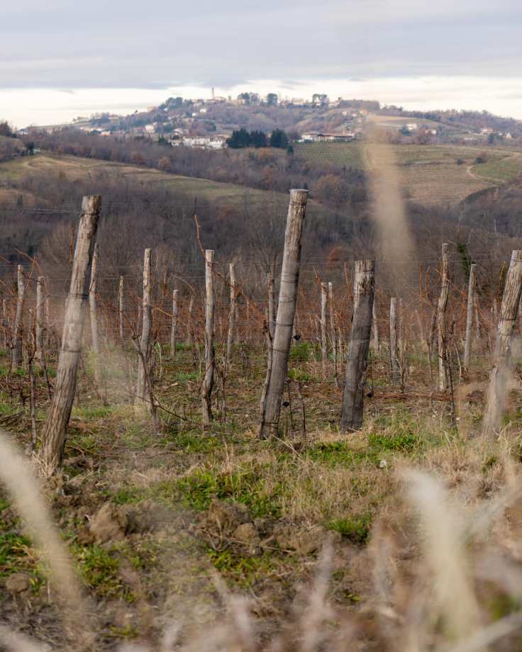 Villa Vasi's vineyards in February