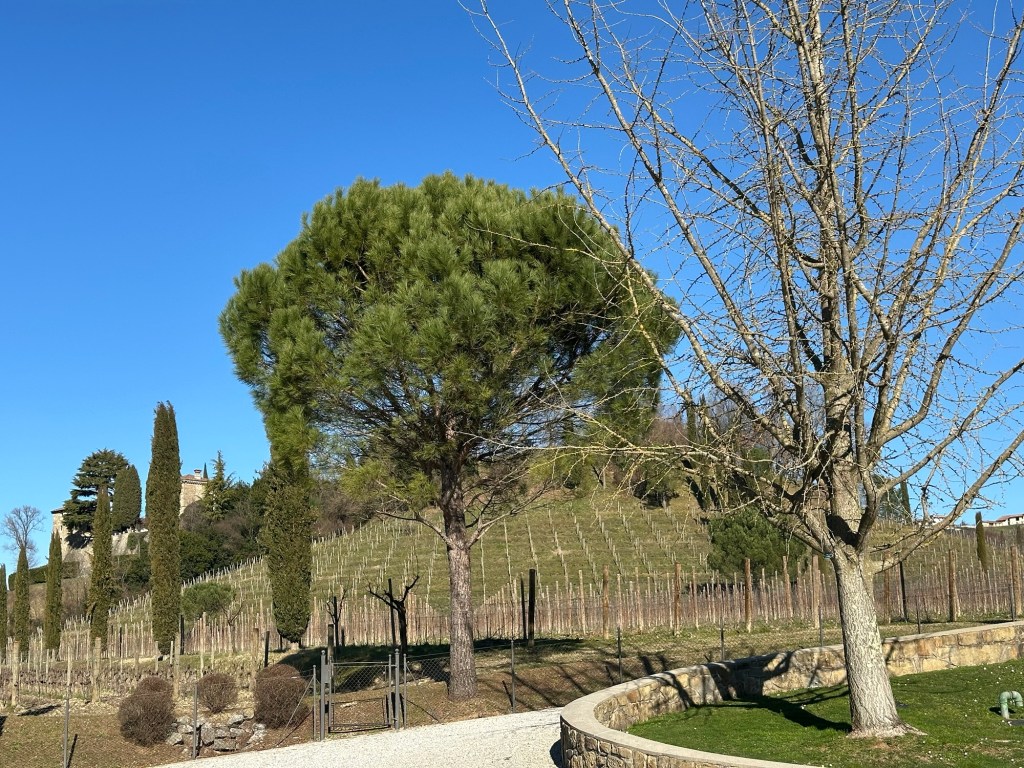 When wine lovers think of Italian viticulture, it’s often the iconic reds that spring to mind—Barolo, Brunello, Amarone—names synonymous with gravitas and longevity. And when they think of Italian whites, the selection tends to be narrower: the crisp friendliness of Pinot Grigio, the celebratory charm of Prosecco. But for those willing to step off the beaten path, Italy offers a treasure trove of white wines of astounding depth and finesse—nowhere more so than in the Collio DOC.
Tucked into Italy’s northeast, along the Slovenian border in Friuli Venezia Giulia, Collio is a hilly, sun-soaked amphitheatre of old vines, ancient soils, and quietly ambitious producers. Here, terroir is king, tradition runs deep, and white wine—yes, white wine—is a serious art form. Known for its structured, mineral-driven whites with age-worthy potential, Collio offers a far broader and more profound expression of Italian white wine than most consumers ever get to see.